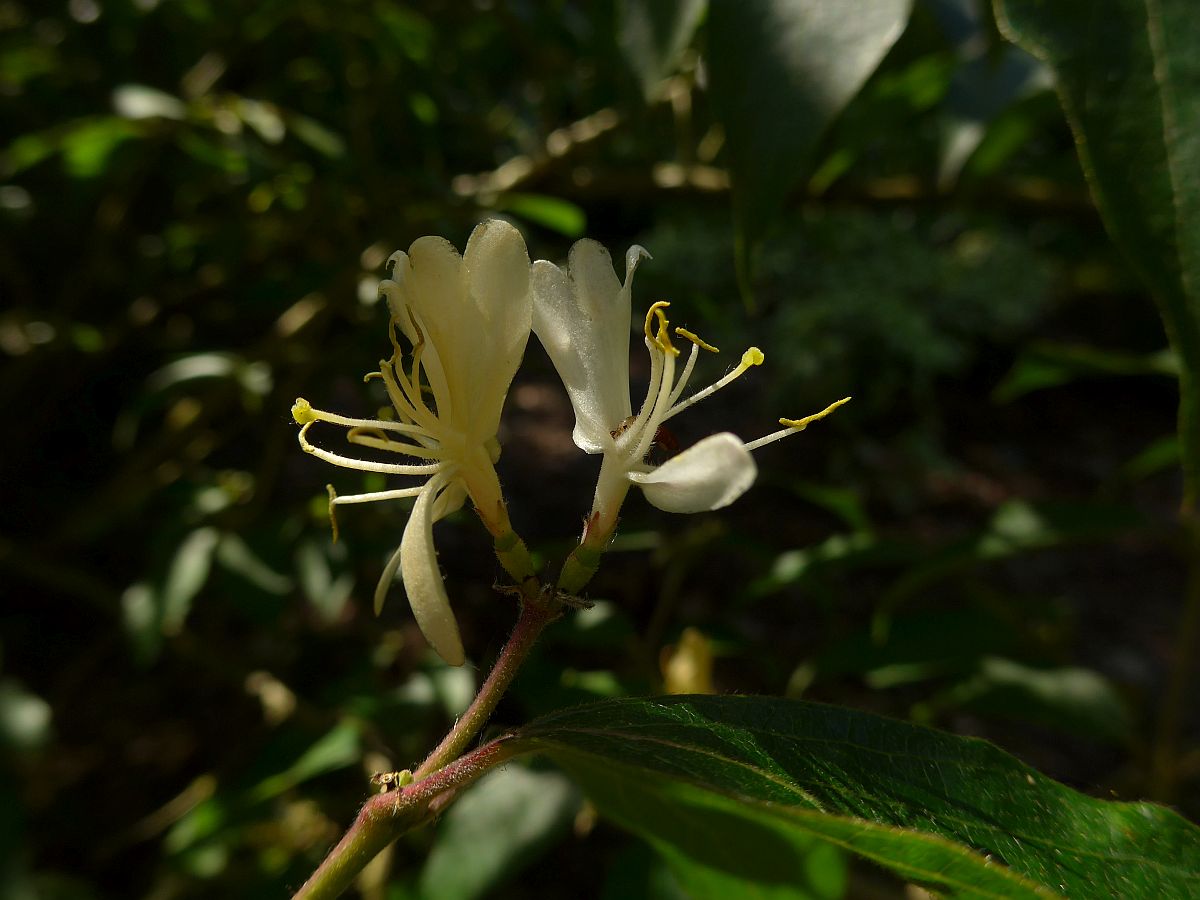 Lonicera maackii (door Hanneke Waller)