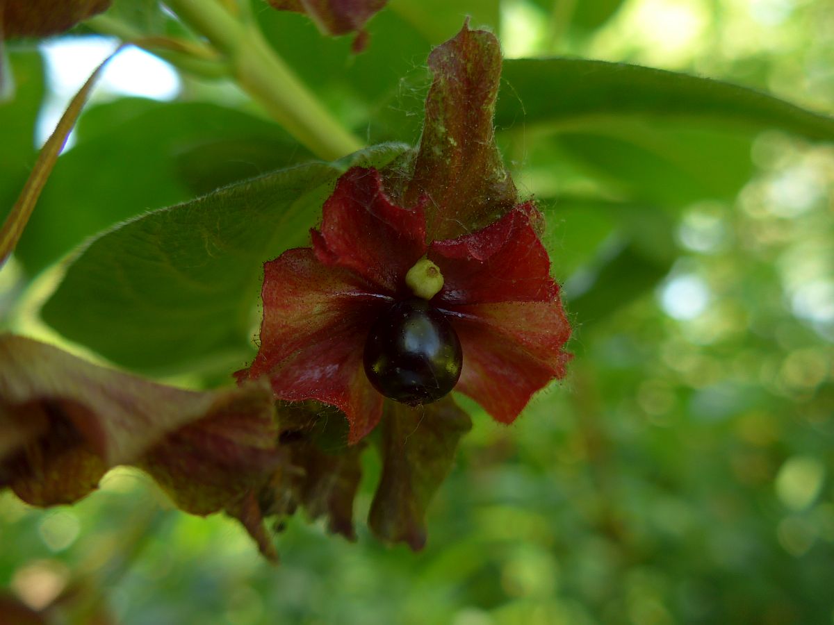 Lonicera involucrata (door Hanneke Waller)