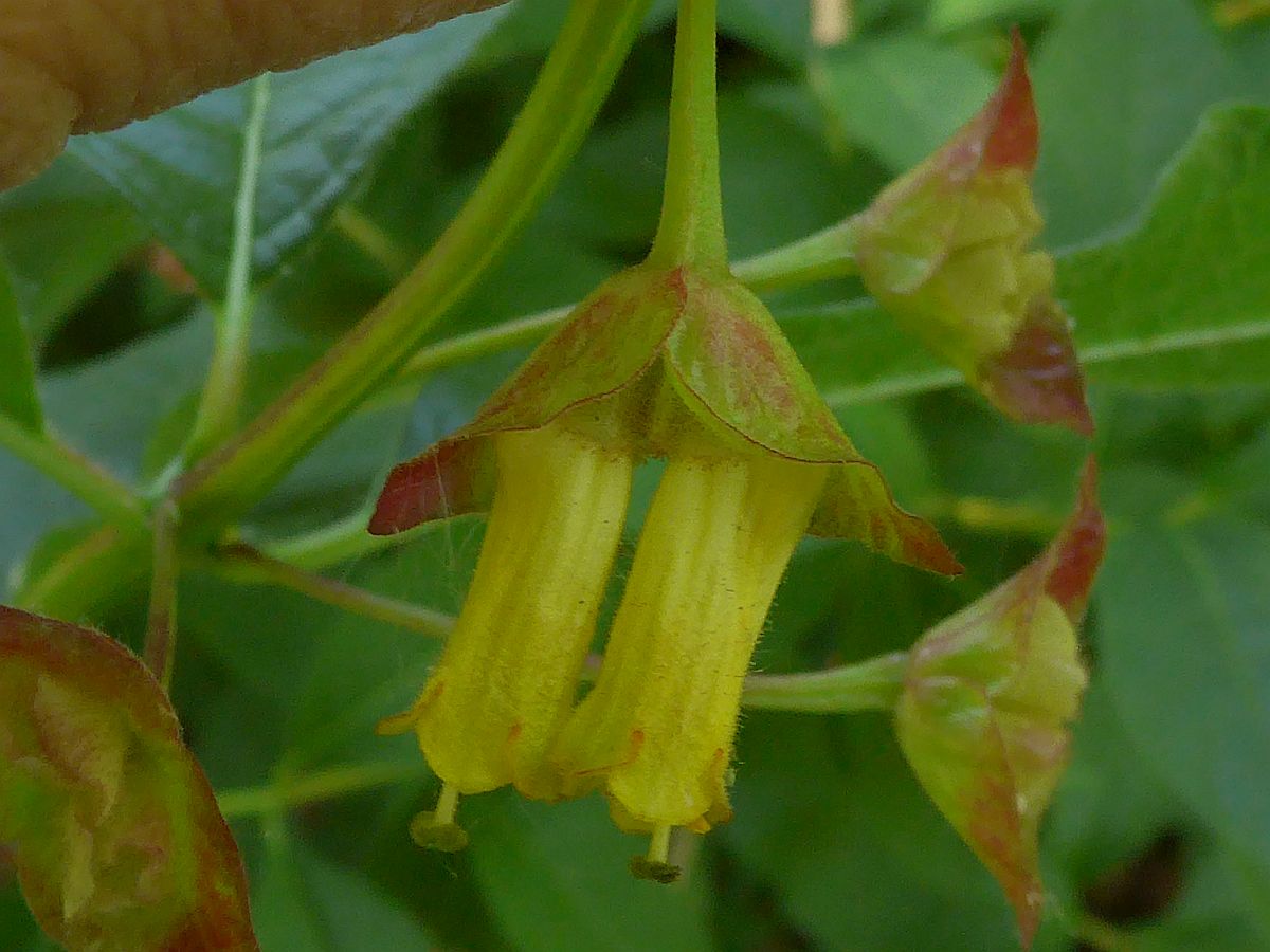 Lonicera involucrata (door Hanneke Waller)