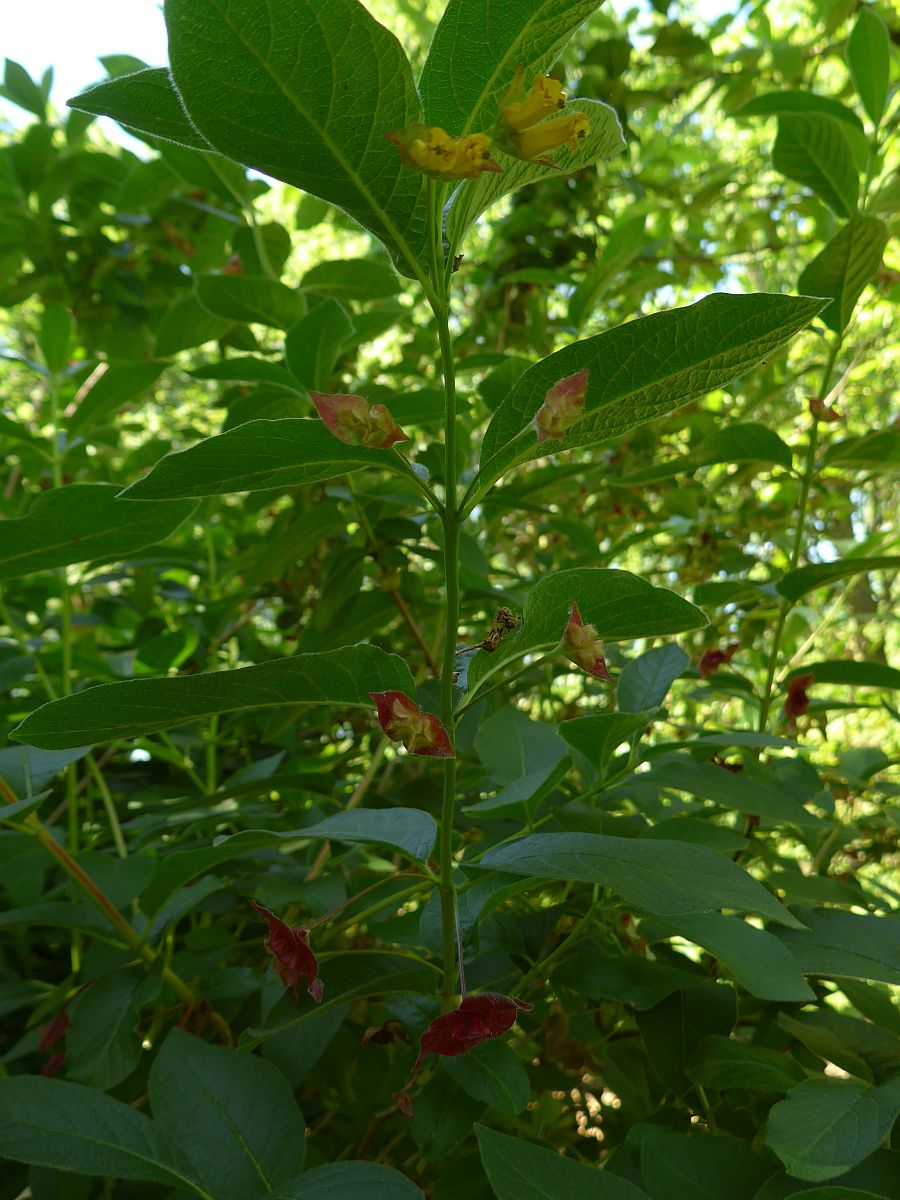 Lonicera involucrata (door Hanneke Waller)