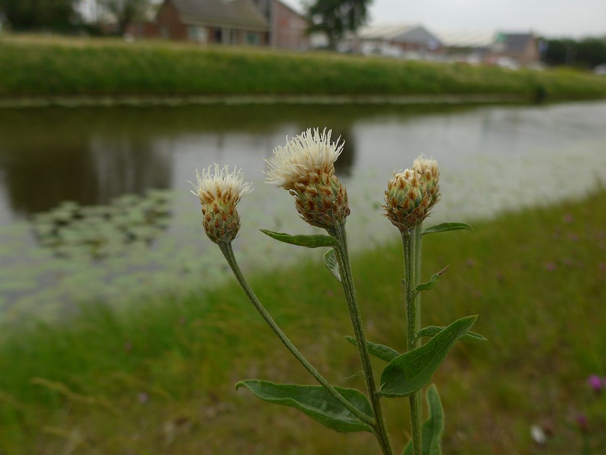 Centaurea jacea (door Hanneke Waller)