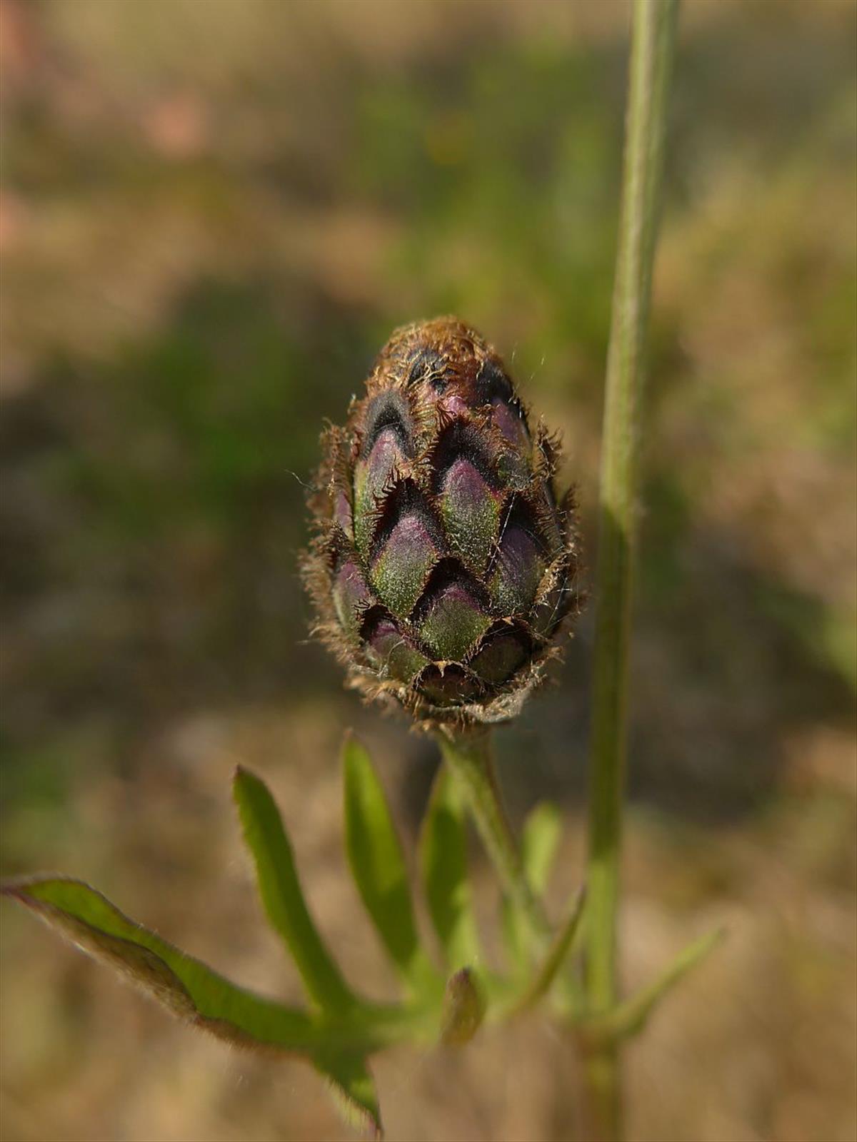 Centaurea scabiosa (door Hanneke Waller)