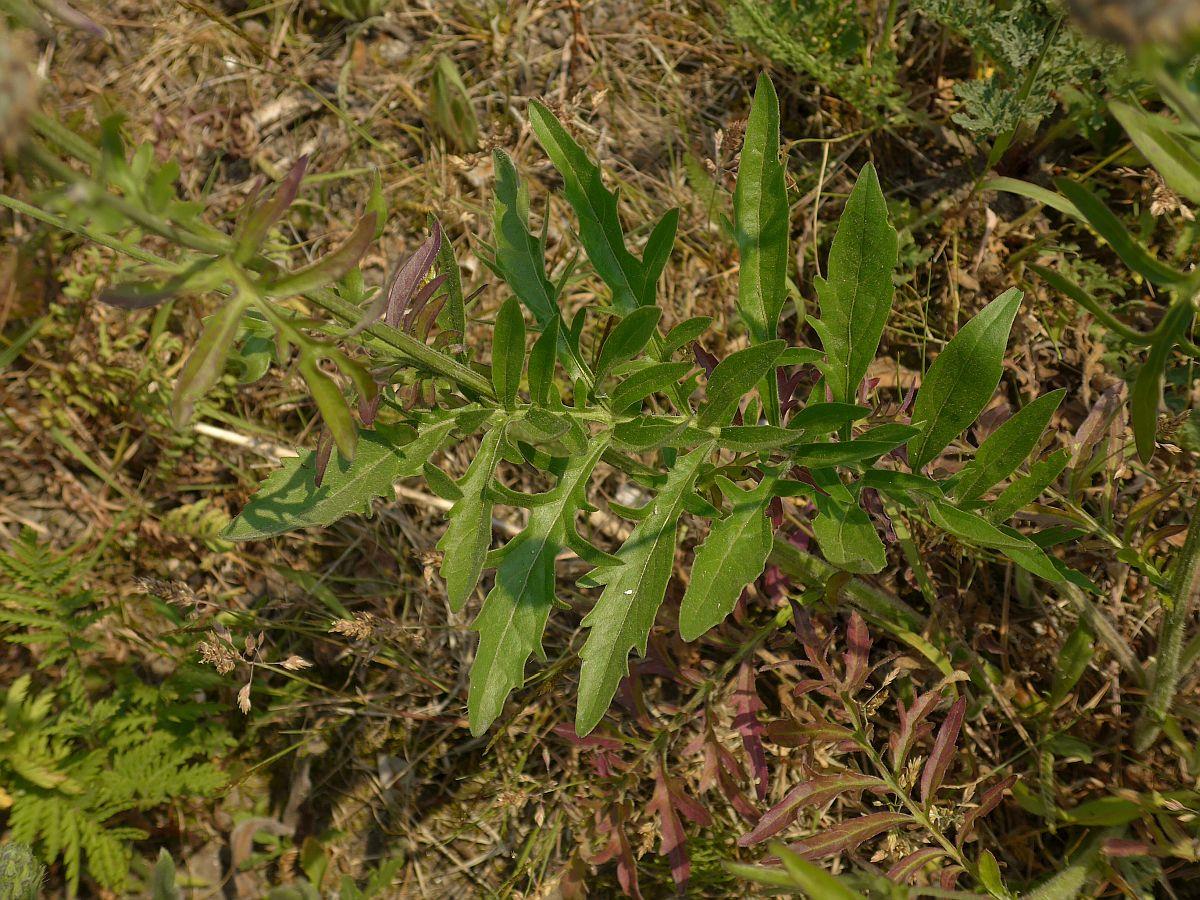 Centaurea scabiosa (door Hanneke Waller)