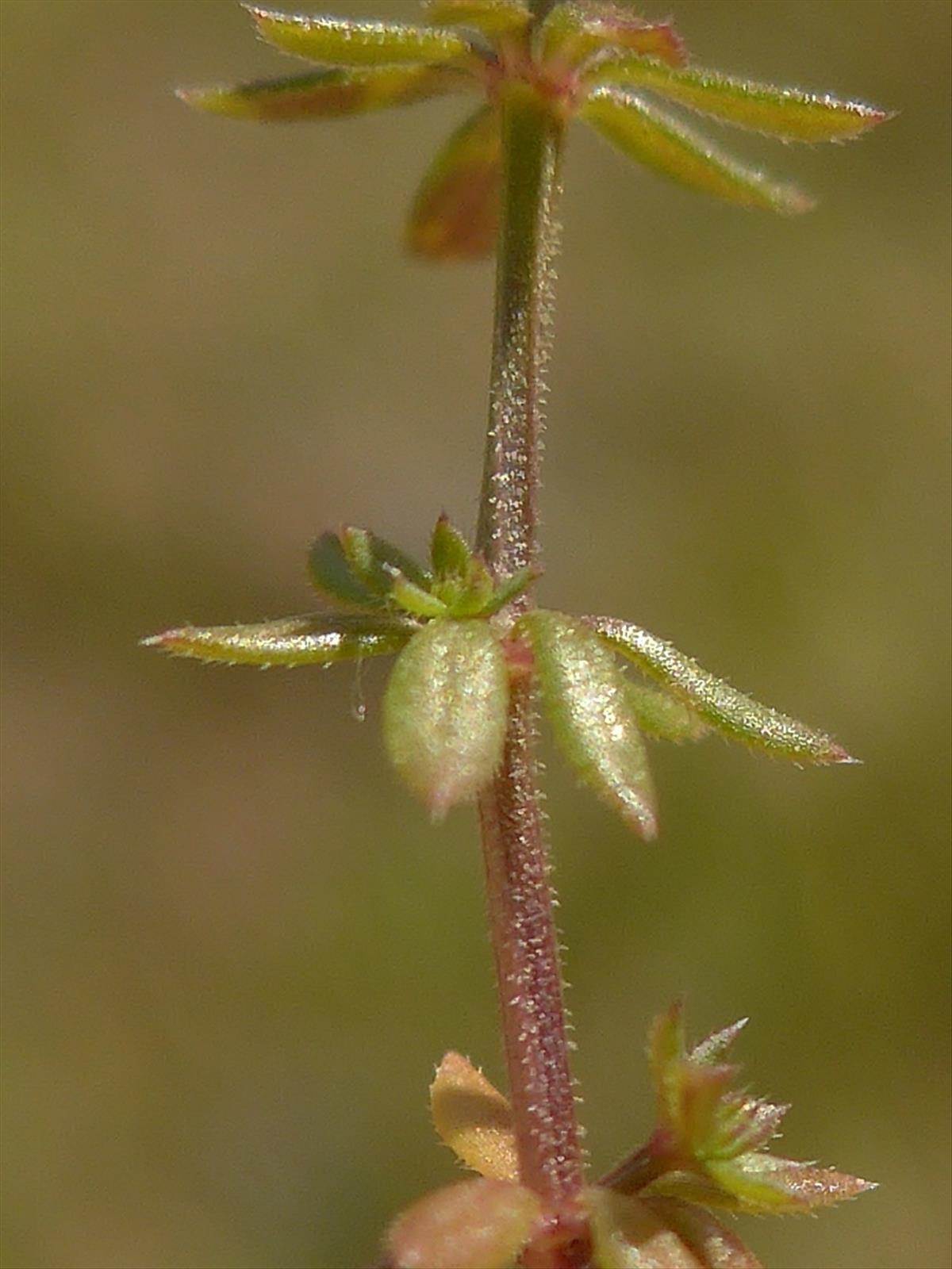 Galium parisiense (door Hanneke Waller)