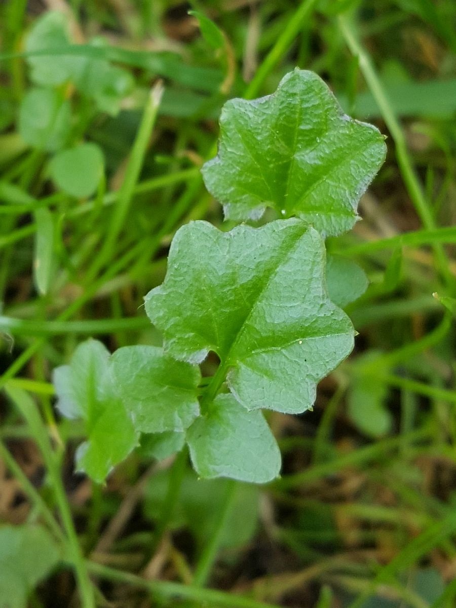 Cardamine pratensis (door Hanneke Waller)