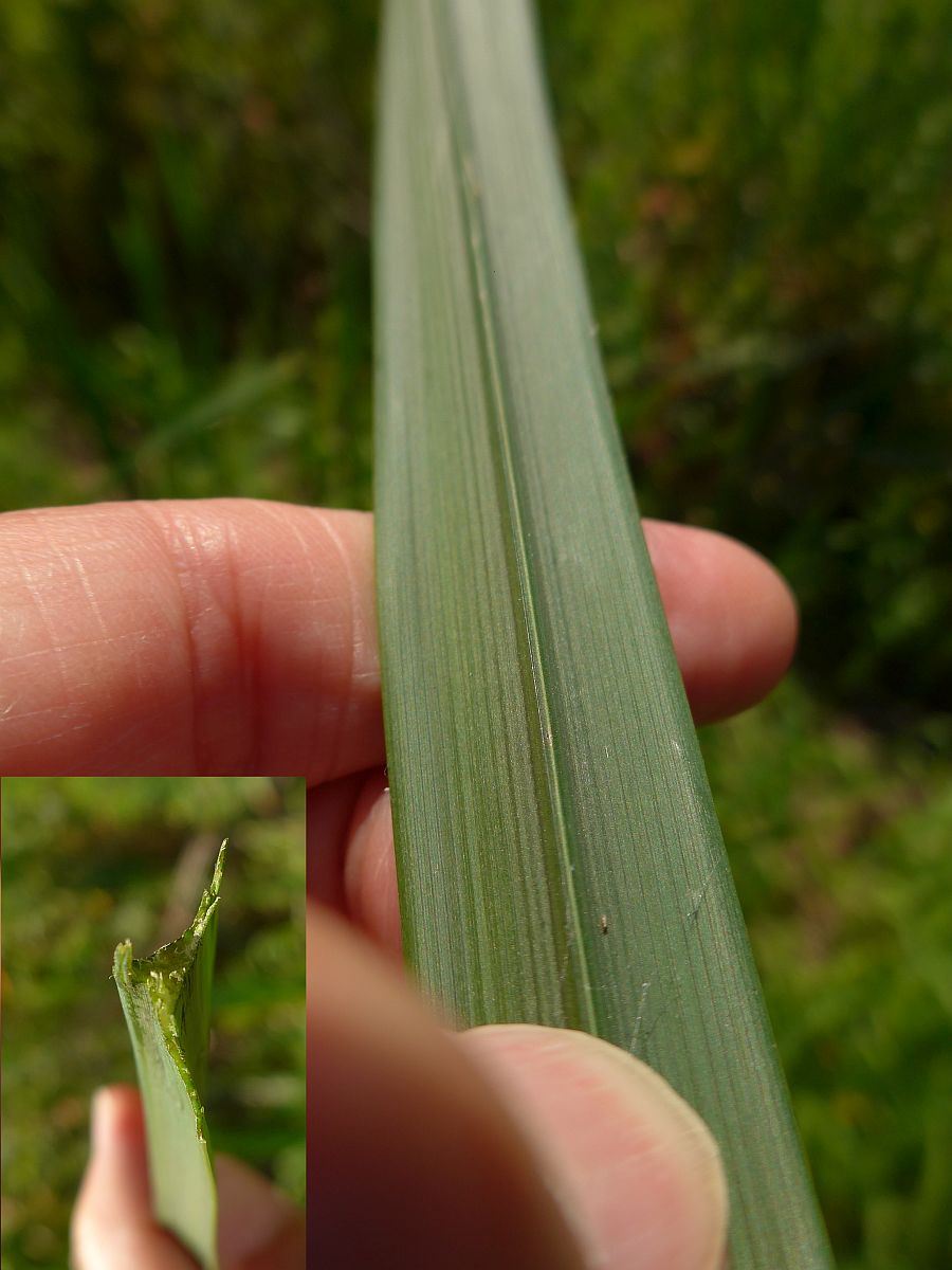 Sparganium erectum (door Hanneke Waller)