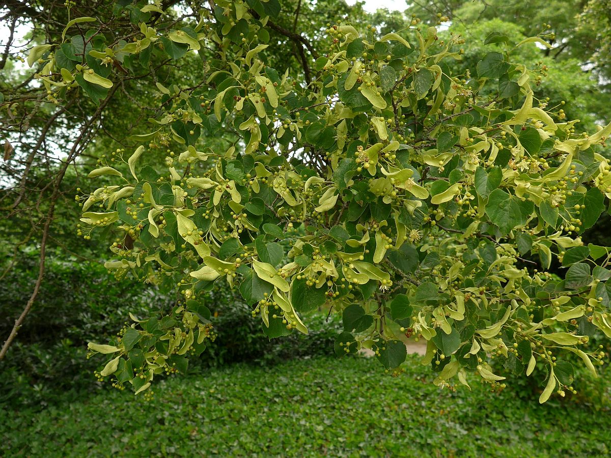 Tilia cordata (door Hanneke Waller)