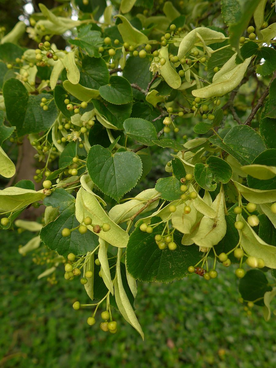 Tilia cordata (door Hanneke Waller)