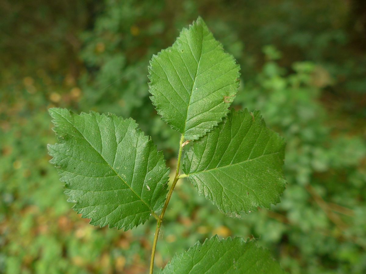 Ulmus minor (door Hanneke Waller)