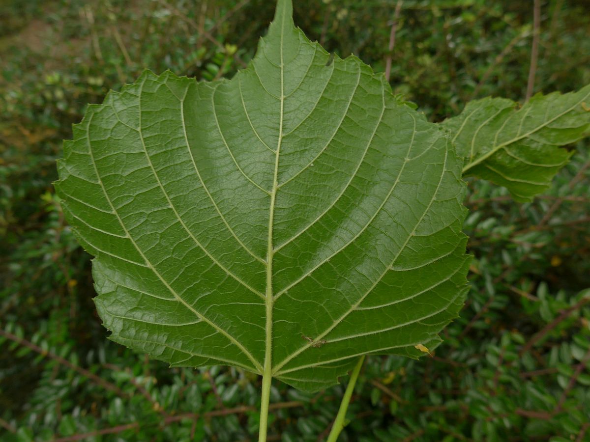 Tilia platyphyllos (door Hanneke Waller)