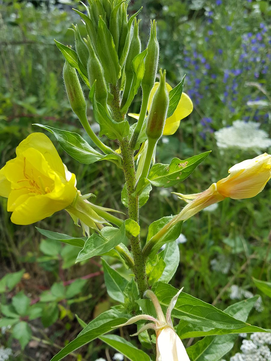 Oenothera x fallax (door Hanneke Waller)