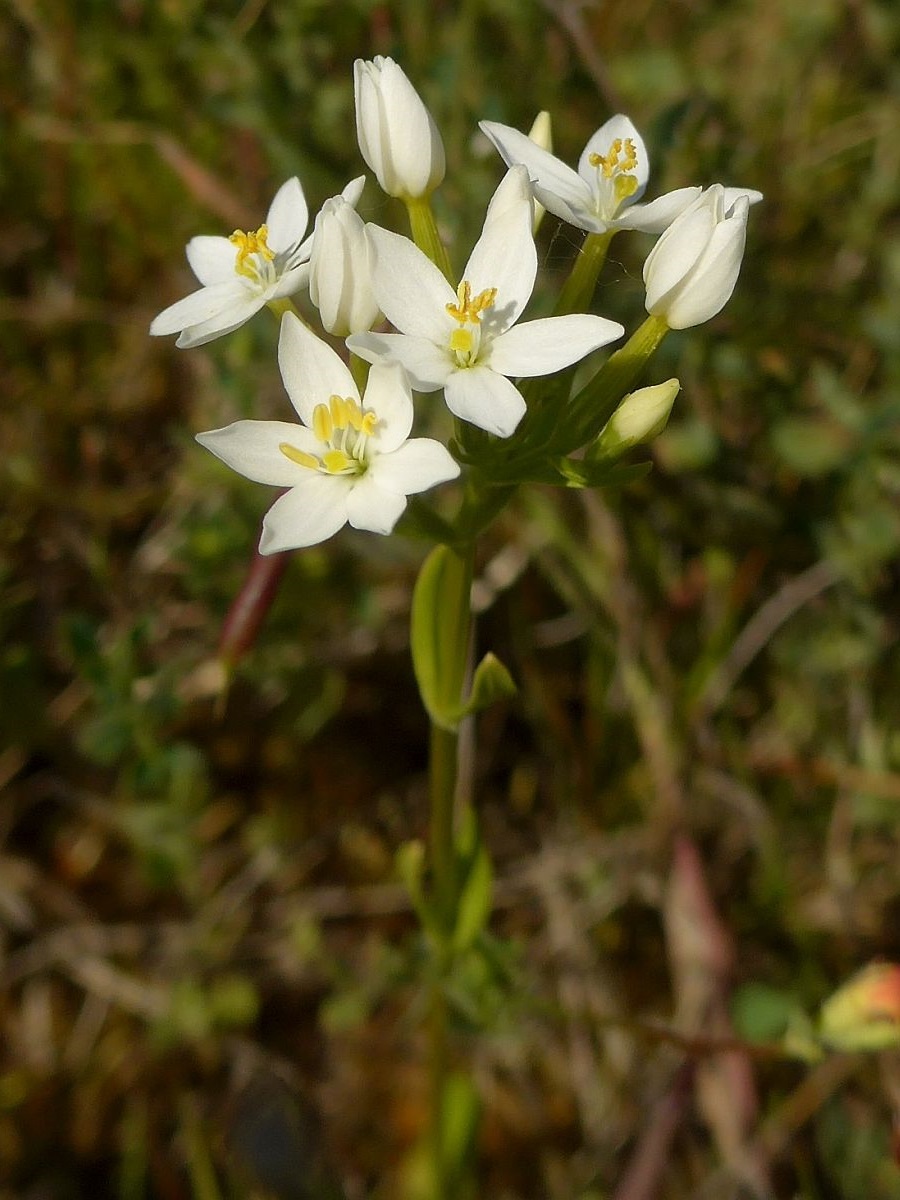 Centaurium erythraea (door Hanneke Waller)