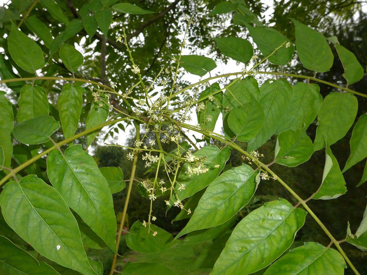 Ailanthus altissima (door Hanneke Waller)