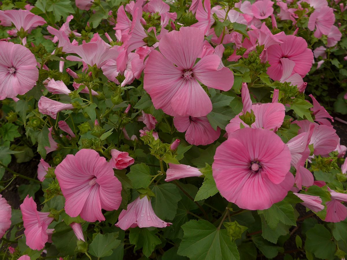 Malva trimestris (door Hanneke Waller)