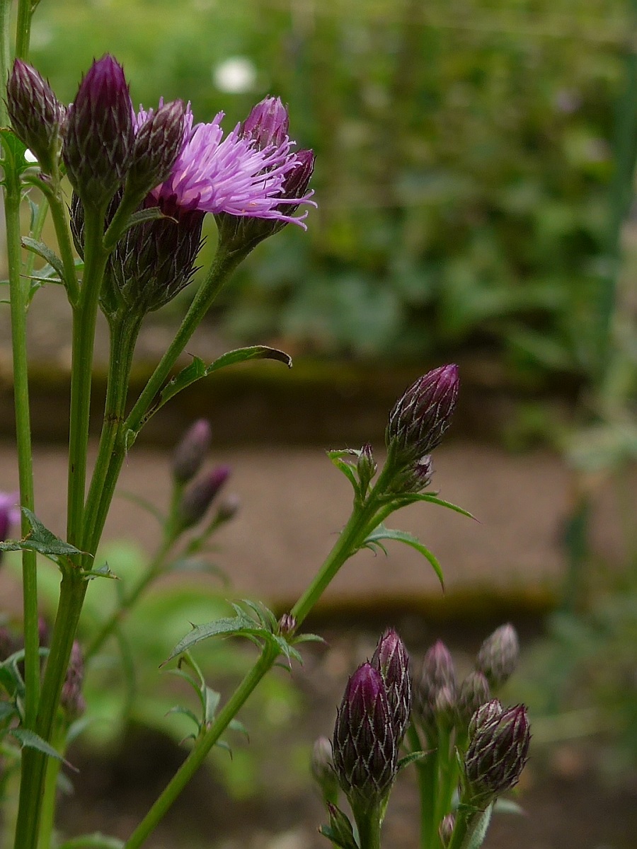 Serratula tinctoria (door Hanneke Waller)