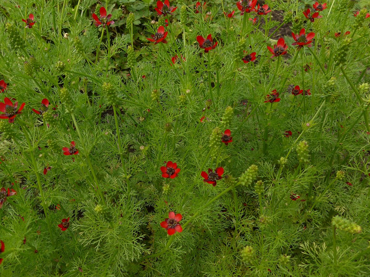 Adonis annua (door Hanneke Waller)