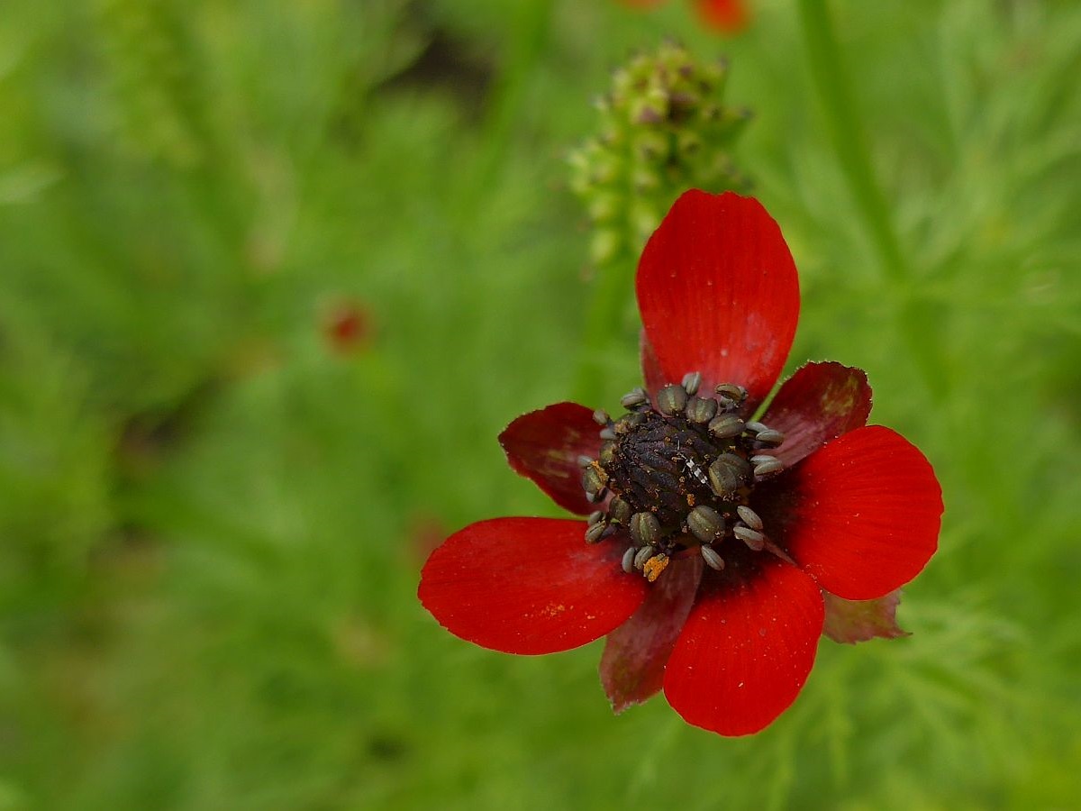 Adonis annua (door Hanneke Waller)