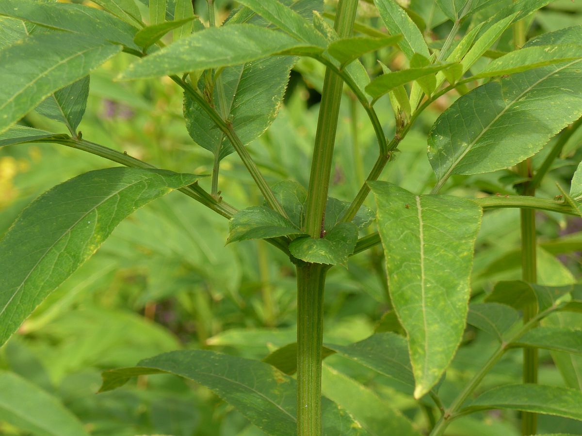 Sambucus ebulus (door Hanneke Waller)