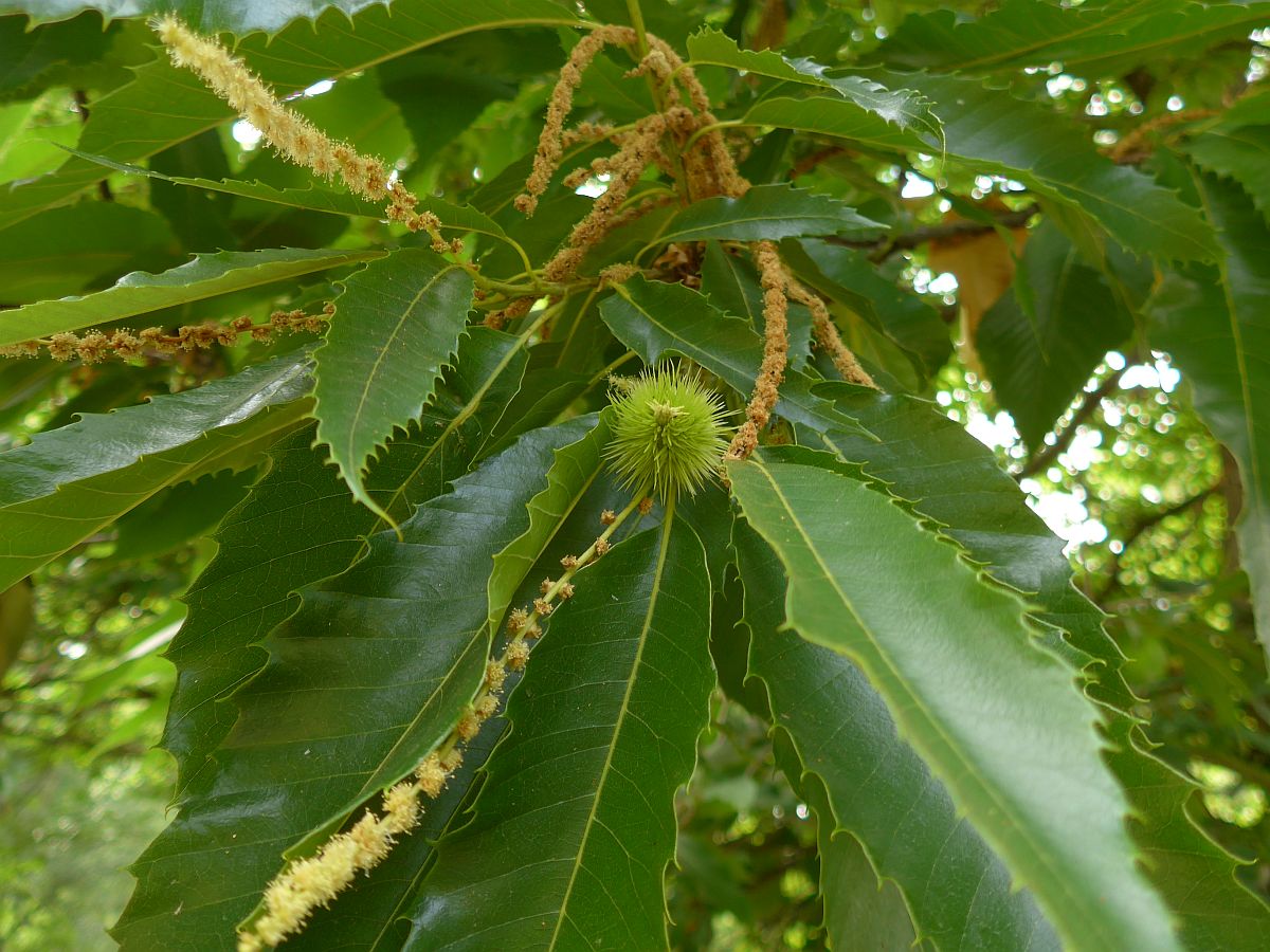 Castanea sativa (door Hanneke Waller)