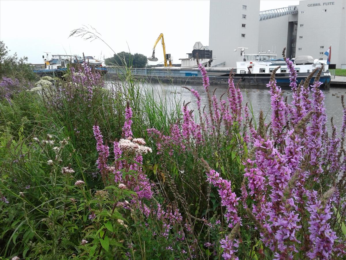 Lythrum salicaria (door Edwin Dijkhuis)