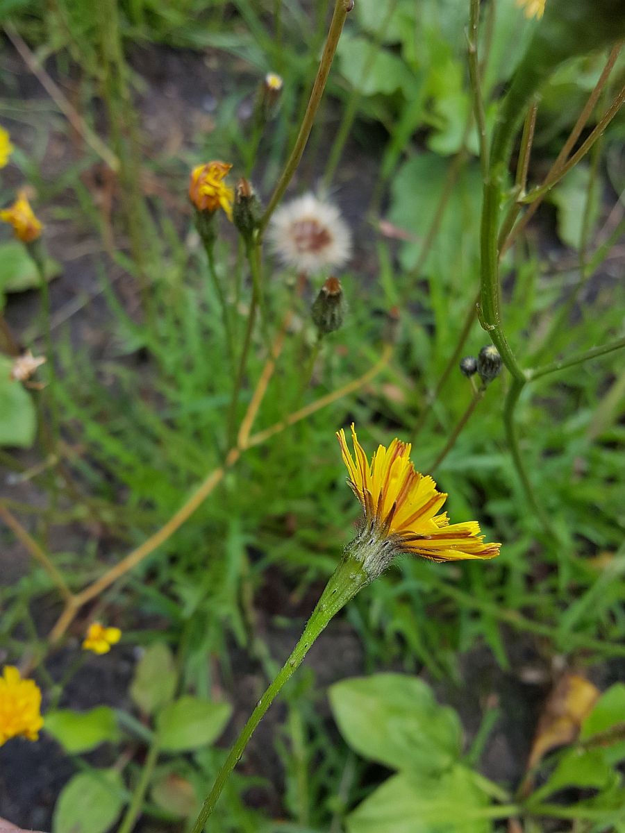 Scorzoneroides autumnalis (door Hanneke Waller)