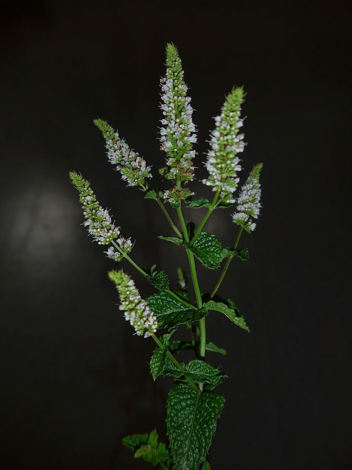 Mentha spicata (door Hanneke Waller)