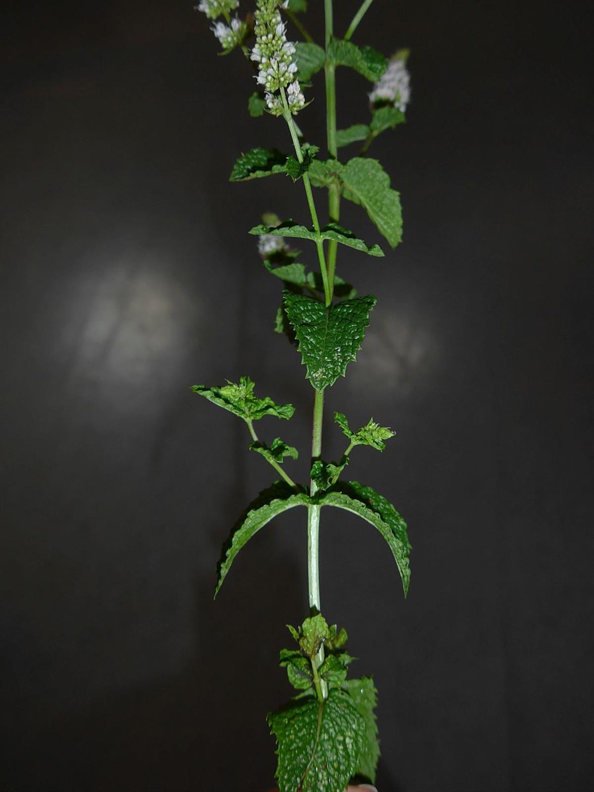 Mentha spicata (door Hanneke Waller)