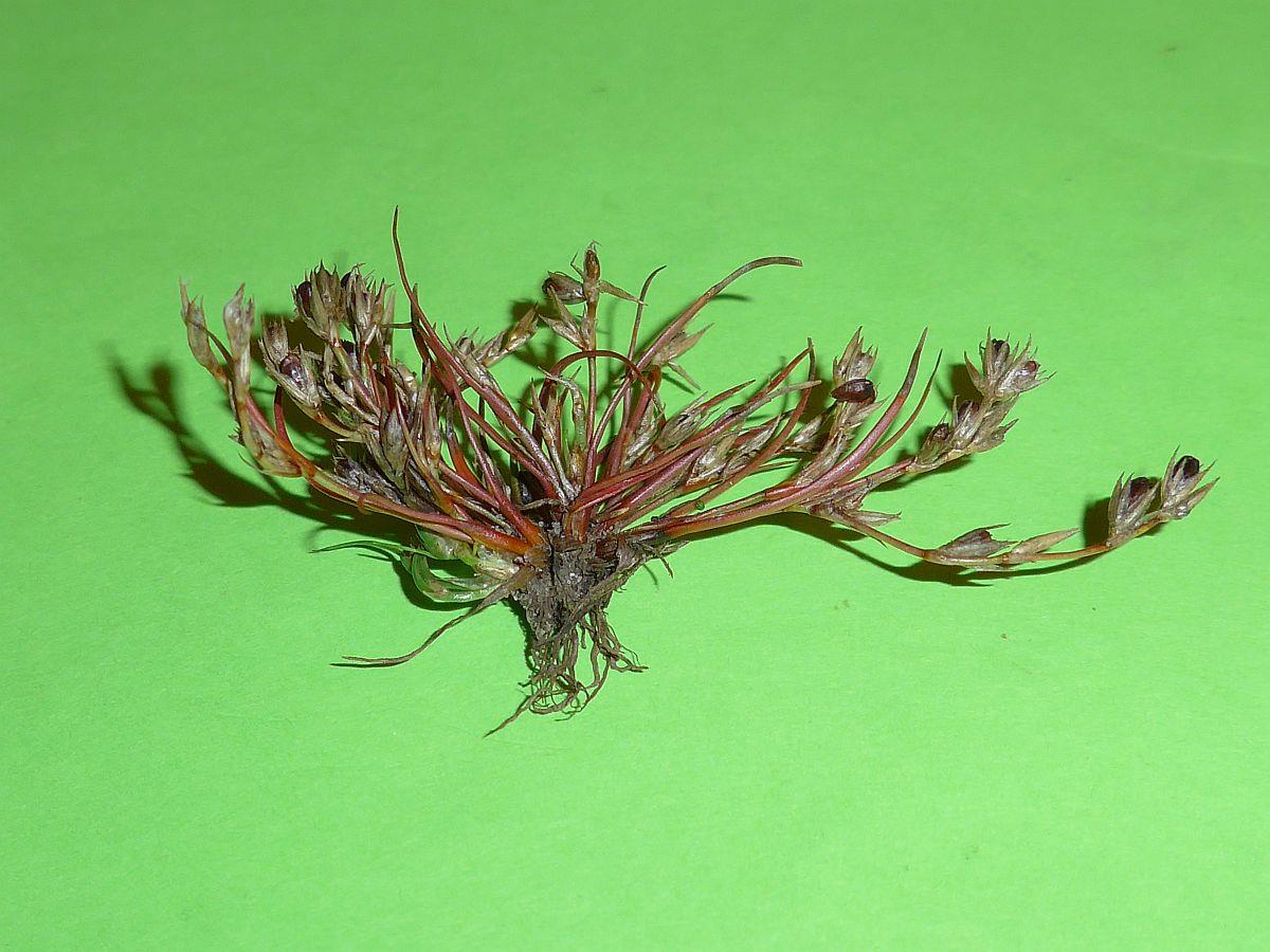 Juncus ranarius (door Hanneke Waller)