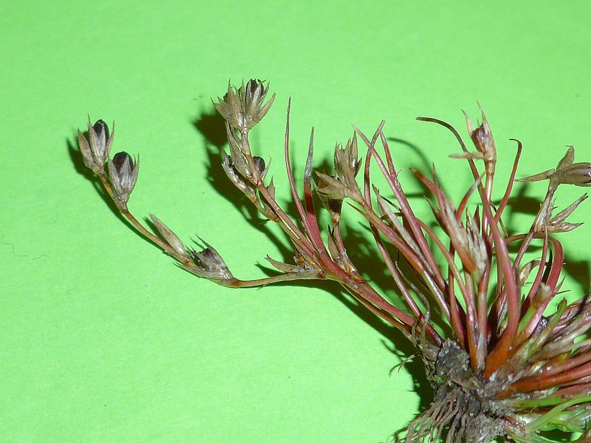 Juncus ranarius (door Hanneke Waller)