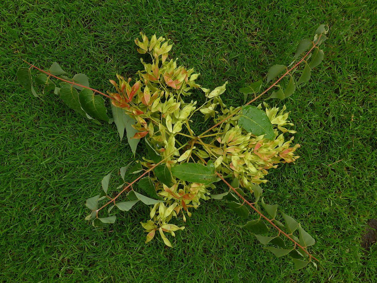 Ailanthus altissima (door Hanneke Waller)