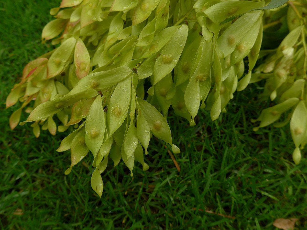 Ailanthus altissima (door Hanneke Waller)