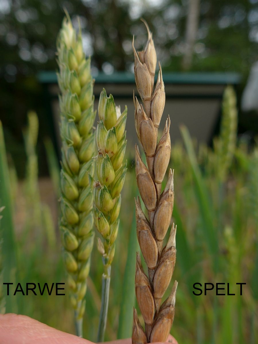 Triticum spelta (door Hanneke Waller)