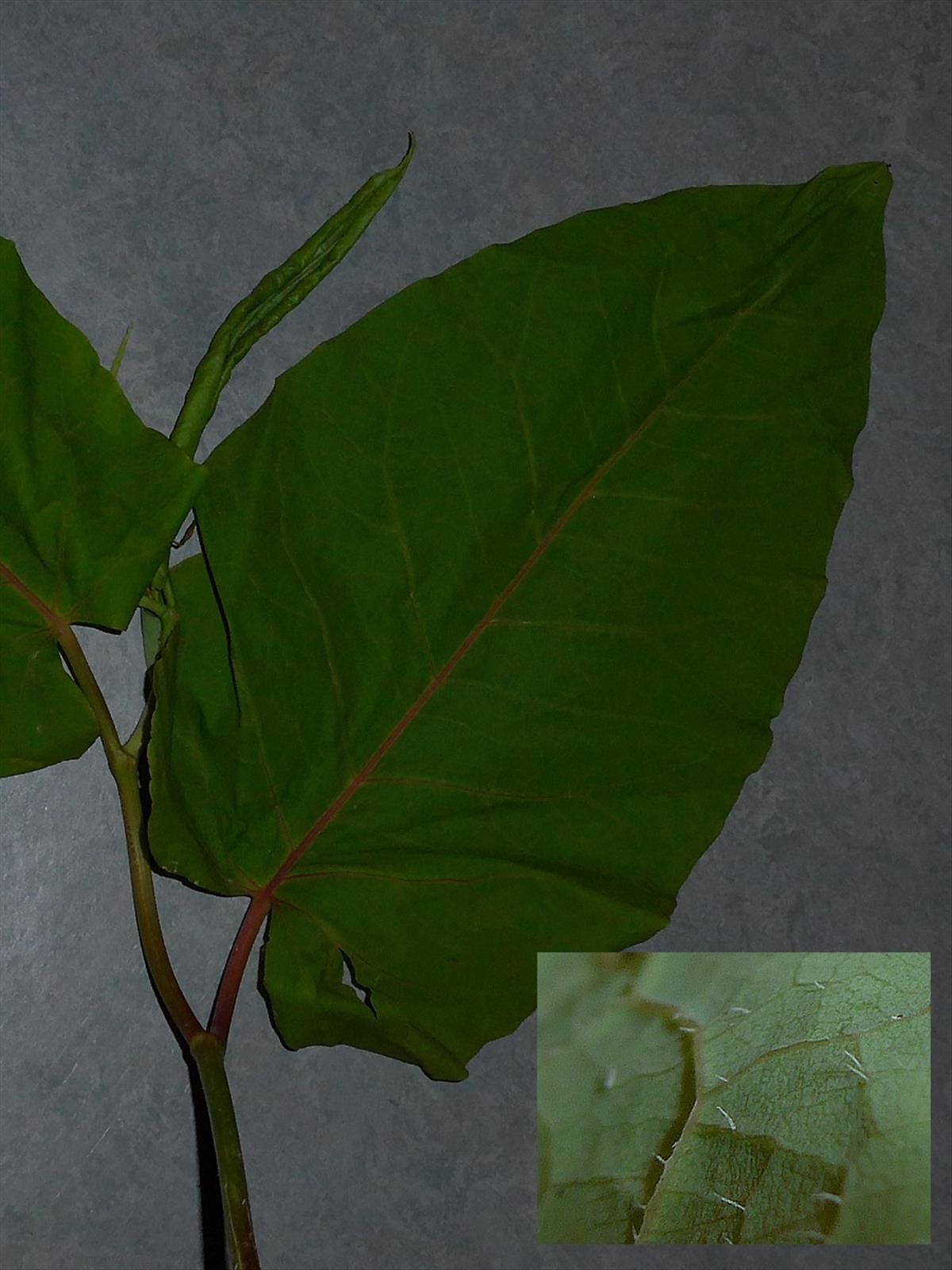 Fallopia sachalinensis (door Hanneke Waller)