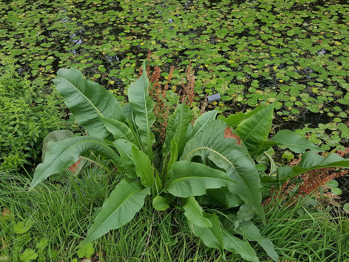 Rumex hydrolapathum (door Hanneke Waller)