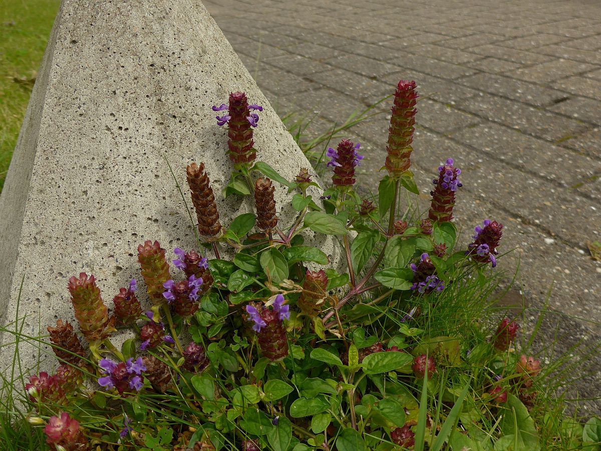 Prunella vulgaris (door Hanneke Waller)