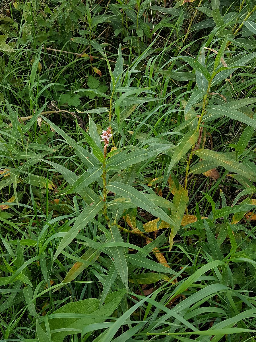 Persicaria amphibia (door Hanneke Waller)