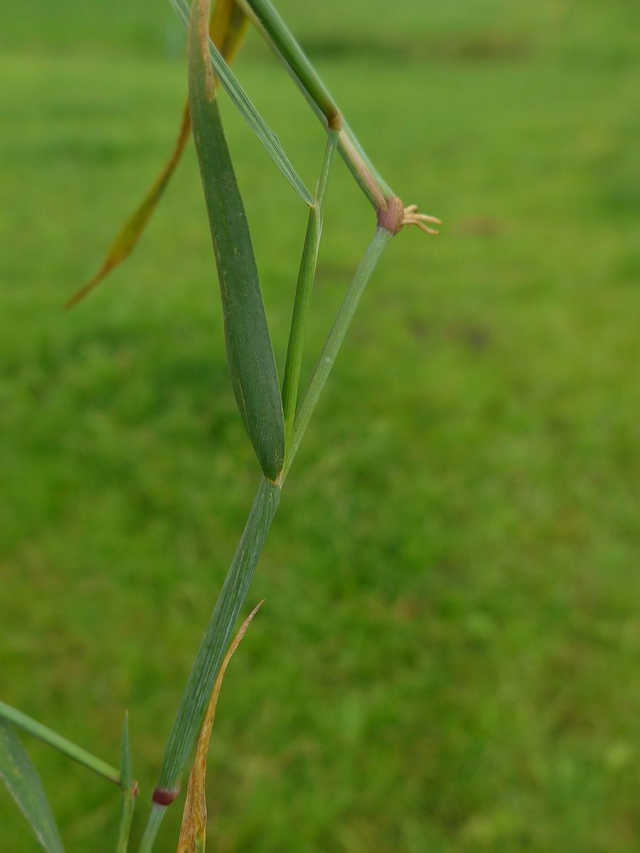 Alopecurus geniculatus (door Hanneke Waller)