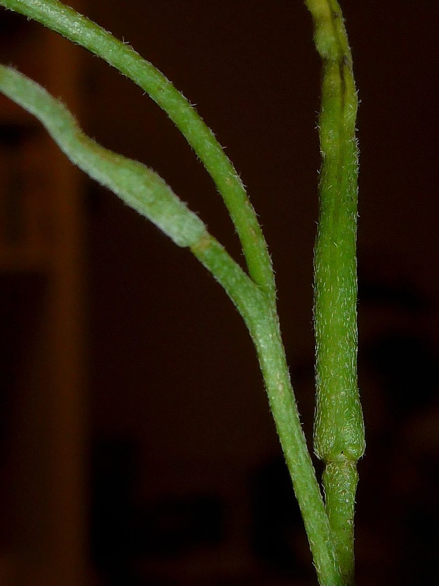 Malcolmia flexuosa (door Hanneke Waller)