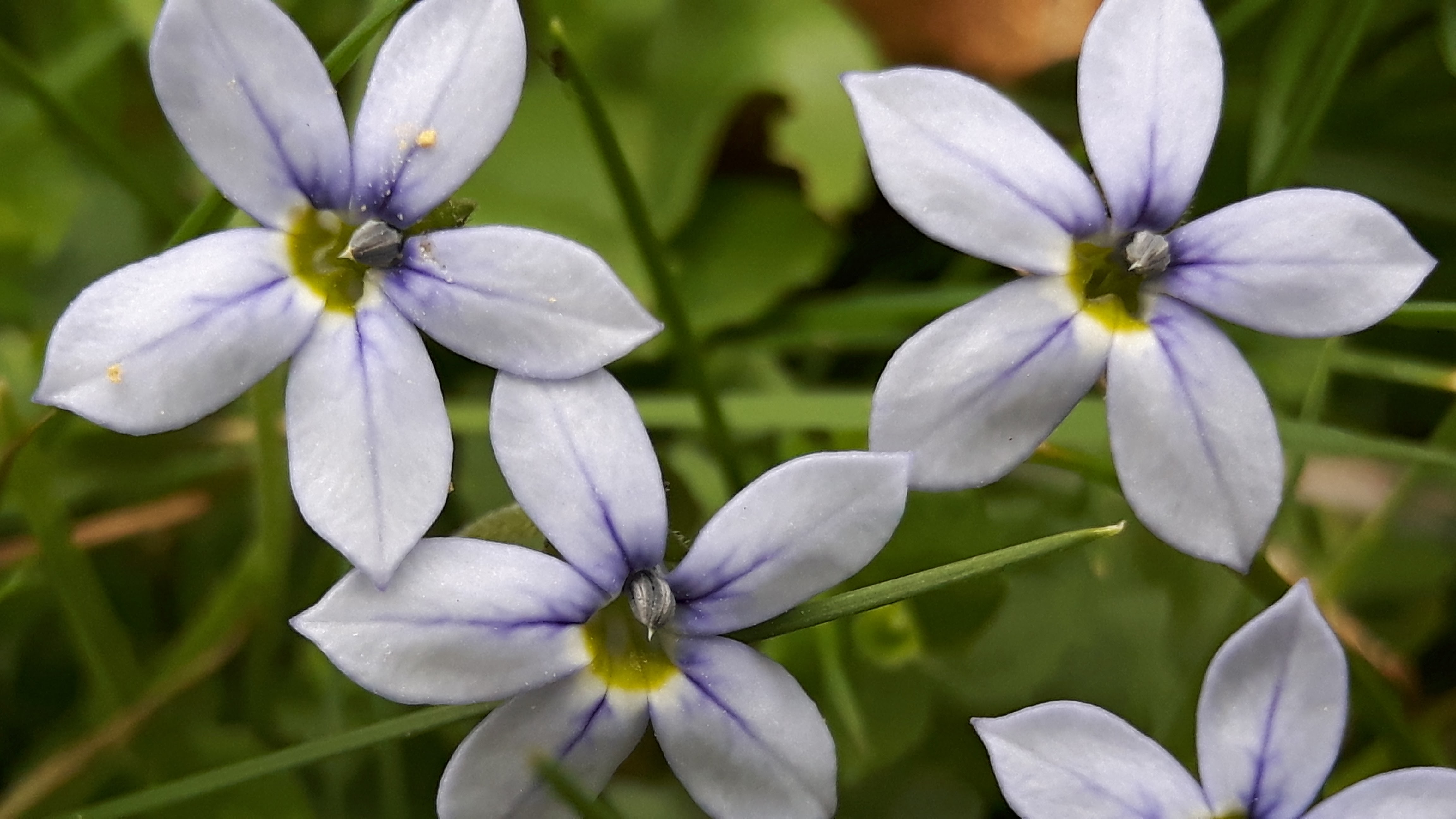 Lobelia pedunculata (door Tinka van den Broek)