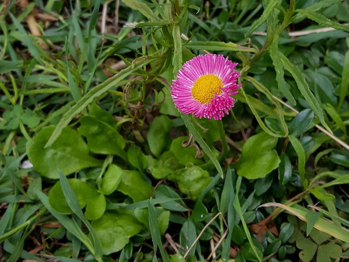 Bellis perennis (door Hanneke Waller)