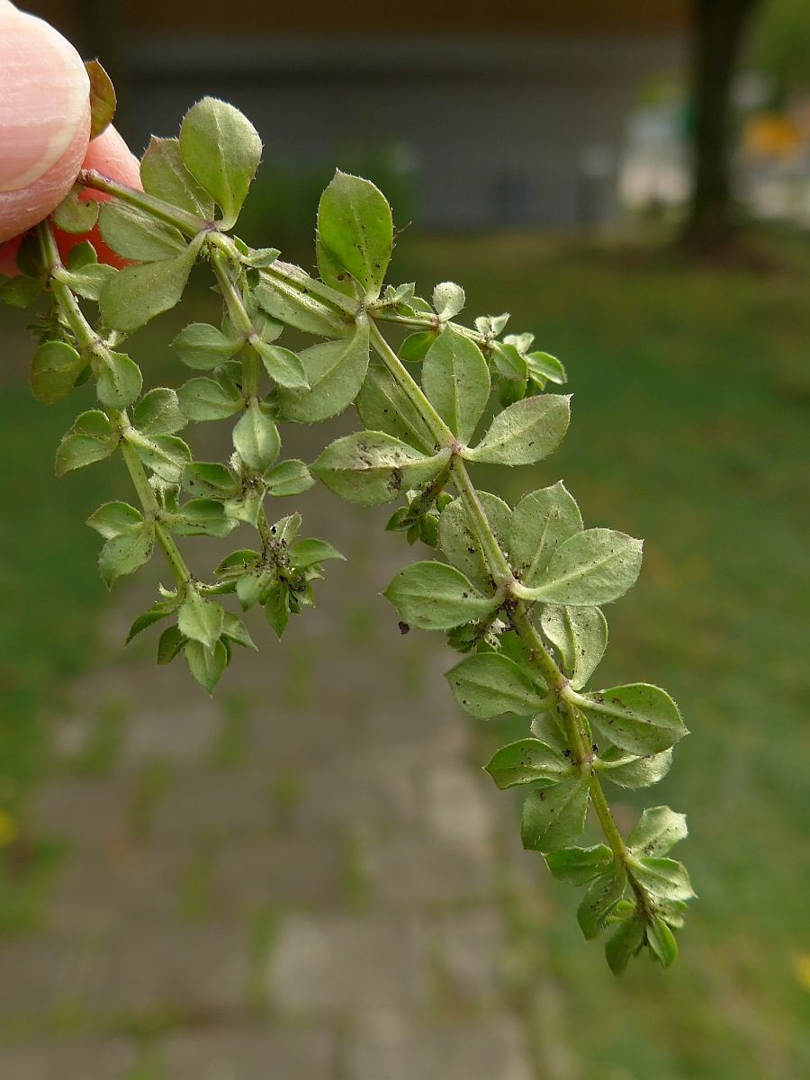 Sherardia arvensis (door Hanneke Waller)