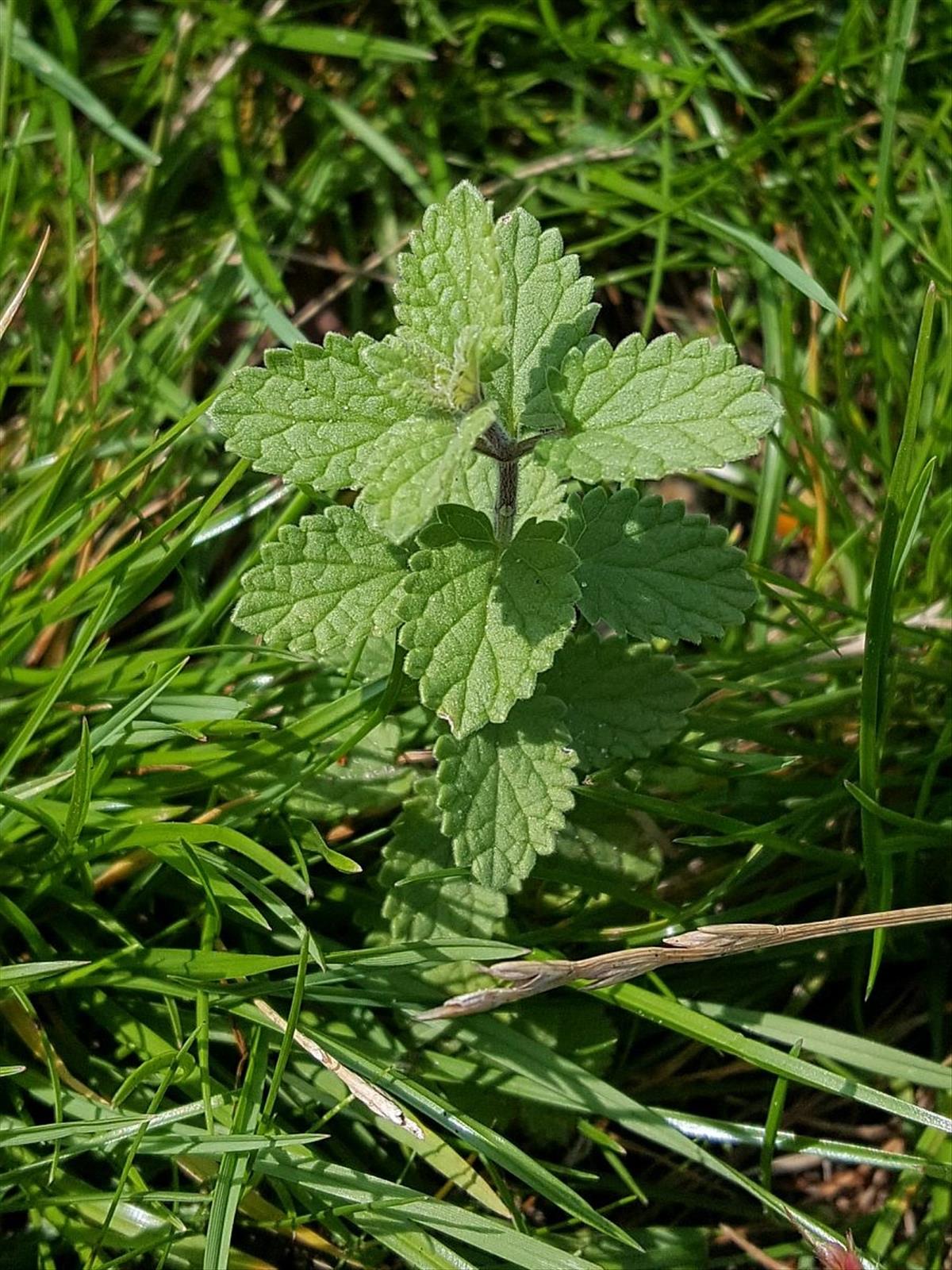 Nepeta racemosa (door Hanneke Waller)