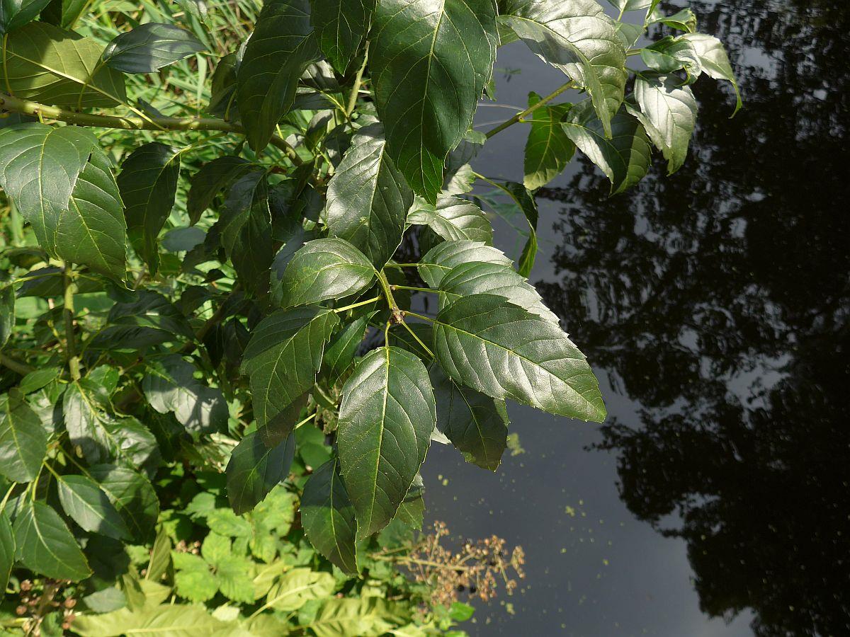 Fraxinus excelsior 'Diversifolia' (door Hanneke Waller)