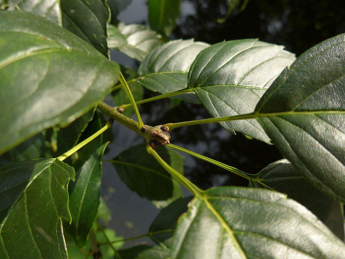 Fraxinus excelsior 'Diversifolia' (door Hanneke Waller)