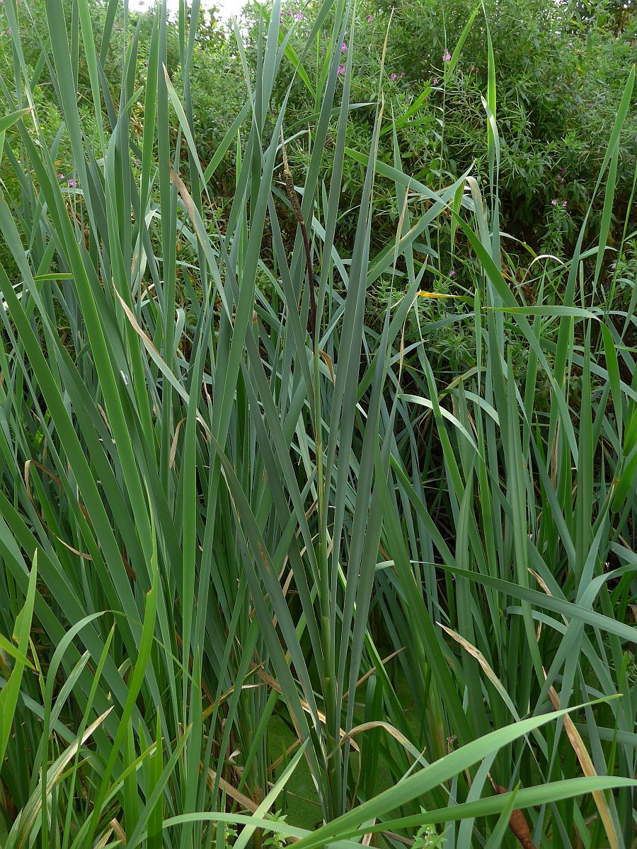 Typha x glauca (door Hanneke Waller)