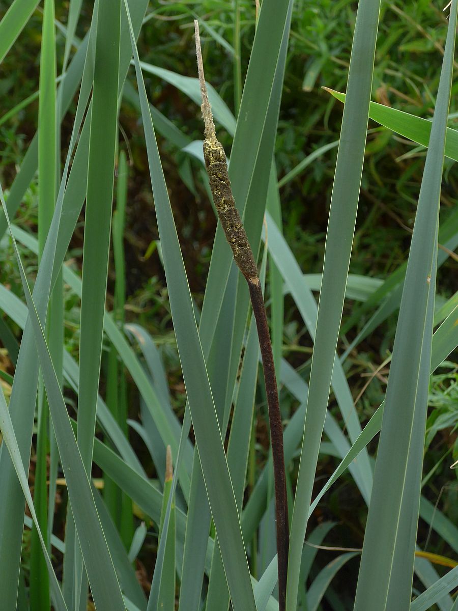 Typha x glauca (door Hanneke Waller)