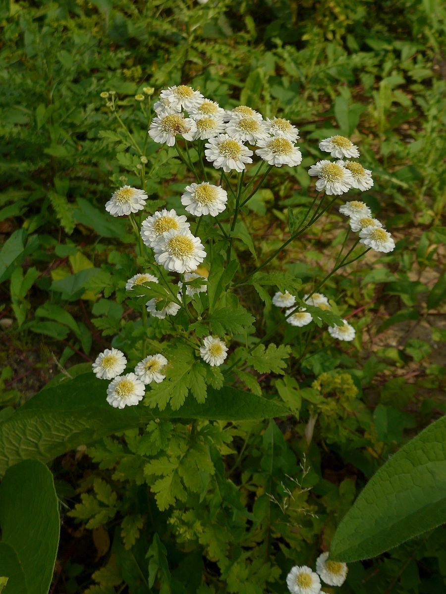 Tanacetum parthenium (door Hanneke Waller)