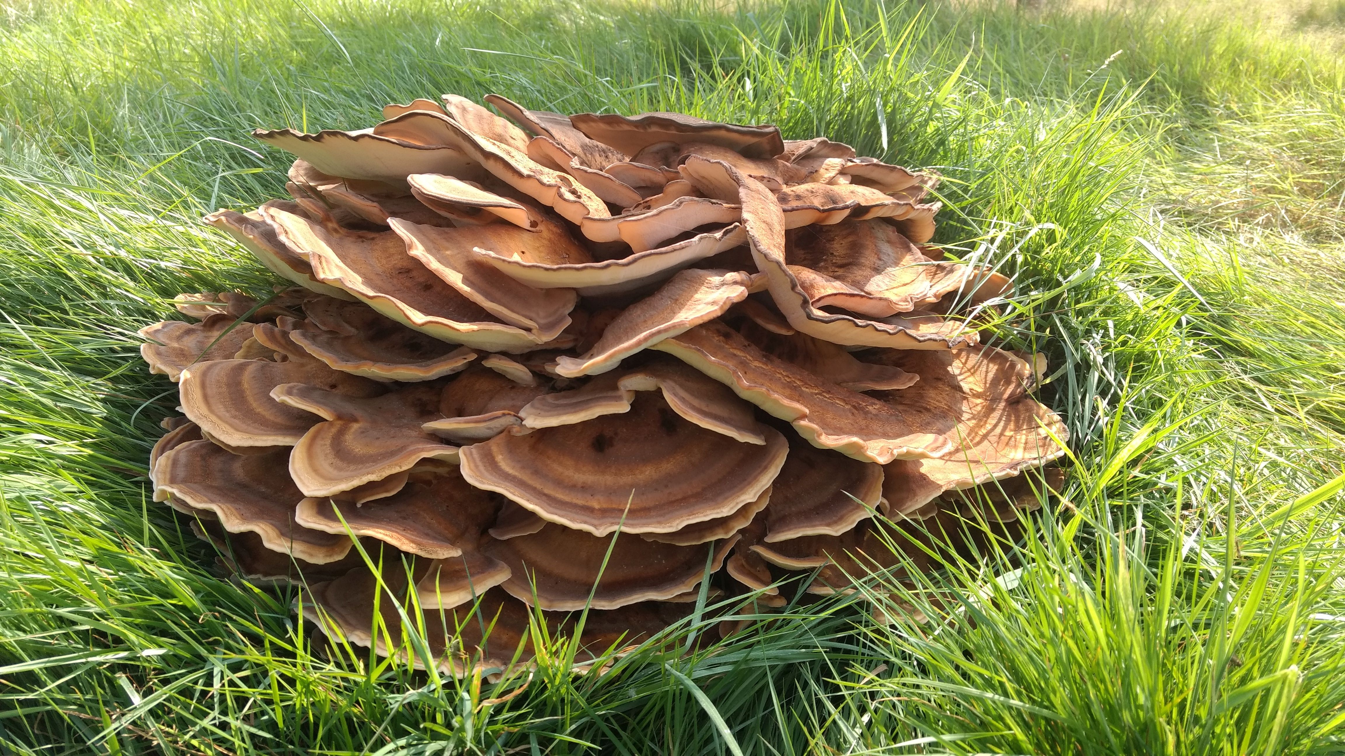 Meripilus giganteus (door Wim van Drongelen)