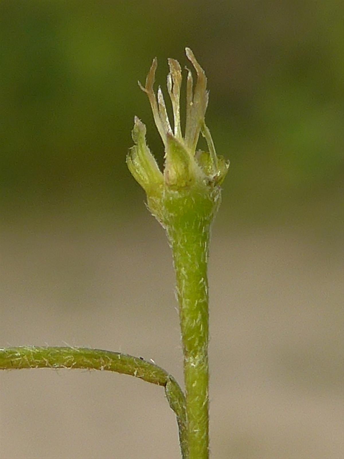 Galinsoga parviflora (door Hanneke Waller)