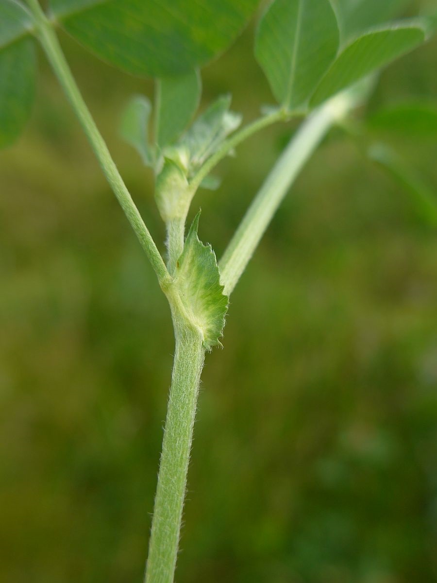 Medicago lupulina (door Hanneke Waller)